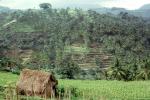 Terraced Rice Fields, Island of Bali, Sod, FMAV02P03_09