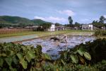 Rice Paddy, Ox, Oxen, Man, Male, Labor, Laborer, Plowing, Cow, Bull, Hong Kong, China, Chinese, Asian, Asia
