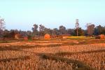 Rice Fields, houses, buildings, Bardiya, Nepal, FMAV02P04_19.0947