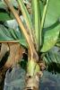 Banana Plant, (Musa basjoo), Musaceae, Zingiberales, Plantae, FMAV02P05_14