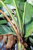 Banana Plant, (Musa basjoo), Musaceae, Zingiberales, Plantae, FMAV02P05_15