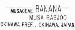 Banana Plant, (Musa basjoo), Musaceae, Zingiberales, Plantae