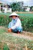 Woman, Sowing, Hat, Female, Vietnam