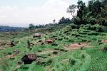 Terraced Rice Fields, Eastern Bali