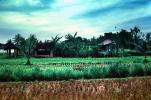 Rice Fields, Island of Bali, FMAV02P07_11