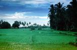 Rice Fields, Island of Bali, FMAV02P07_13