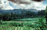 Rice Fields, Island of Bali, FMAV02P07_16