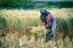 Woman, Harvesting, Wheat, Turkey, FMAV02P07_19