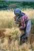 Woman, Harvesting, Wheat, Turkey, FMAV02P07_19B