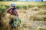 Woman, Harvesting, Wheat, Turkey, FMAV02P08_01