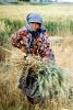 Woman, Harvesting, Wheat, Turkey