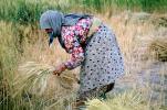 Woman, Harvesting Wheat, Turkey, FMAV02P08_03