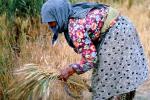 Woman, Harvesting Wheat, Turkey, FMAV02P08_03B