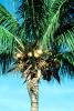 Palm Tree, Coconut, Samoa