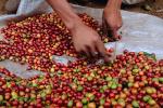 Coffee Bean, Harvesting, Processing, Man, Male, worker, manual labor, hands