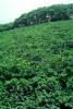 Coffee Plantation, Trees, Plants, FMBV01P04_11