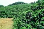 Coffee Plantation, Trees, Plants, FMBV01P04_12
