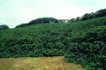 Coffee Plantation, Trees, Plants