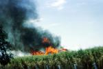 Corn, Fire, Cornfield, crop burning, FMBV01P07_05
