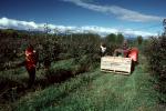 Tractor, Orchard, Crate, picking fruit, workers, manual labor