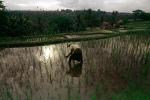 Man, Male, Worker, manual labor, hat, people, person, Rice Terraces, Terraced Rice Patties, FMDV01P02_08