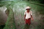 Man, Male, Worker, manual labor, smiles, hat, people, person, Rice Terraces, Terraced Rice Patties, FMDV01P02_10