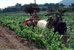 Tractor, trailer, grape vine, Herbicide, Insecticide, Pesticide