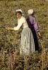 Peasant Farming, 1890's, FMEV01P09_01B