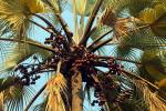 Palm Date Tree, FMJD01_003