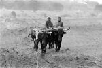 Man and Oxen tilling the soil, Plow, Plowing, Chibi, Zimbabwe