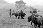 Man and Oxen tilling the soil, Chibi, Zimbabwe, FMJPCD3307_031