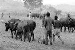 Man and Oxen tilling the soil, Chibi, Zimbabwe, FMJPCD3307_032