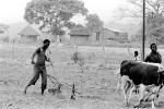 Man and Oxen tilling the soil, Chibi, Zimbabwe, FMJPCD3307_033