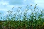 Corn Stalks, Field, Cornfield, Corn, FMJV01P01_15.0947