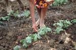 Woman Sowing Seed, Planting, Madzongwe, Zimbabwe, FMJV01P03_07.0947