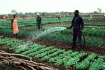 Man Watering new growth plants, Madzongwe, Zimbabwe, FMJV01P03_08