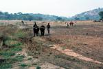 Man and Oxen tilling the soil, Chibi, Zimbabwe