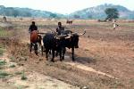 Man and Oxen tilling the soil, Chibi, Zimbabwe, FMJV01P03_12