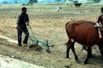 Man and Oxen tilling the soil, Chibi, Zimbabwe, FMJV01P03_14
