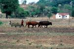 Man and Oxen tilling the soil, Chibi, Zimbabwe, FMJV01P03_15