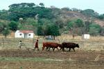 Man and Oxen tilling the soil, Chibi, Zimbabwe, FMJV01P03_16