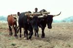 Man and Oxen tilling the soil, Chibi, Zimbabwe, FMJV01P03_17