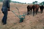 Man and Oxen tilling the soil, Chibi, Zimbabwe, FMJV01P04_02