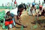Women Planting a new crop
