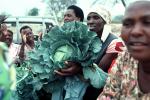 Women with Cabbage Harvest