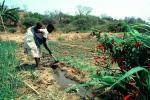 Cutting an irrigation channel, Mother Farming with Child on her Back, near Tete, Mozambique, FMJV01P05_17