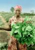 Woman, Harvesting her Crops, Smiles, FMJV01P06_08B