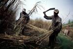 Sugar Cane Cutting, man, male, farmer, harvest, harvesting, machete, FMJV01P06_18
