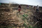 Sugar Cane Cutting, man, male, farmer