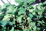 Arabian Coffee, (Coffea arabica), Rubiaceae